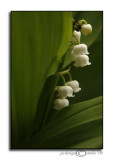 Bells are Ringing<br>April 13
