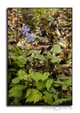 Natures Mix<br>April 15