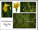 Iris pseudacorus<br><i>Yellow Flag Iris</i><br>May 13