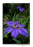 Crested Iris<br>May 26