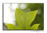 TITC:<i>Nature Shapes</i><br>Cup and Saucer<br>August 6