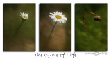 Cycle of Life<br>August 11