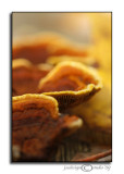 Shelf Fungus<br>October 19