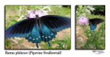 Battus philenor<br>Pipevine Swallowtail