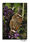 Buckeye Butterfly<br>Junonia coenia