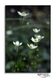 Parnassia asarifolia<br>(Grass-of Parnassus)