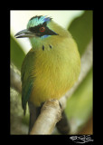 283:366<br>Blue-crowned Motmot 