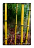 Bamboo <p>January 18