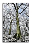 Big Snow??? <p>February 11
