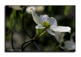 Cornus florida