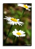 Early Oxeye Daisies