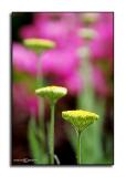 Yarrow<p>April 30