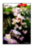 Roadside Primrose <p>May 3