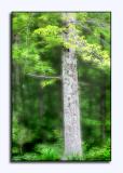 Beech Hill <p>May 8