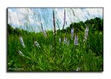 Wild Verbena<p>May 27