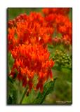 Asclepias tuberosa<p>May 31