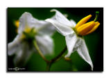 Solanum carolinense