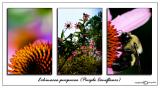 Echinacea purpurea<br>(<i>Purple Coneflower</i>)