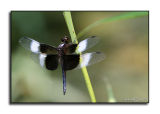 Dragonfly 2