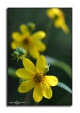 CHALLENGE: Straight Out<br>of the Camera<p>Helianthus divaricatus