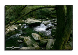 Porters Creek