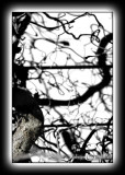 Light Box XXIX<p>January 30