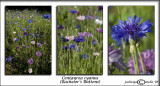 Centaurea cyanus<br>(<i>Bachelors Buttons</i>)