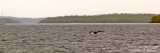 Diving humpback, Vavau Group, Tonga