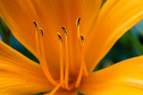 Orange Daylily