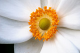 White Anemone