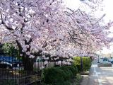 Cherry Tree in Annapolis