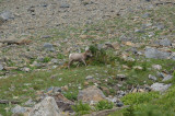 Glacier National Park - Bighorn Sheep - Highline Trail