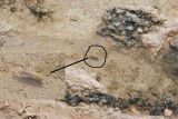 Salt Creek Pupfish