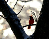 Cardinal in Ice