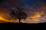 Elam Bend Rainbow Tree Revisited