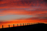Fencerow Sunset