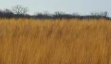 Winter Grasslands