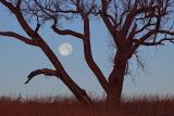 Wolf Moon & Tree (Seat Conservation Area)