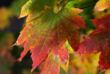 Vine Maple