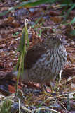 Sharp-shinned Hawk