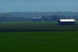 Skagit River bottomland