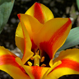 Oriental Splendor