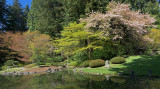 Cherry Tree