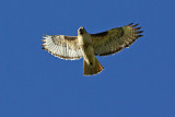 Red-tail hawk