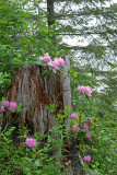 Rhododendron macrophyllum