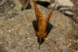 Speyeria atlantis