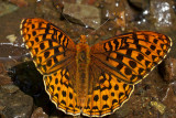 Speyeria atlantis