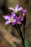 Arabis drummondii