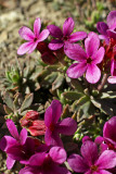 Snow dwarf-primrose