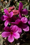 Snow dwarf-primrose